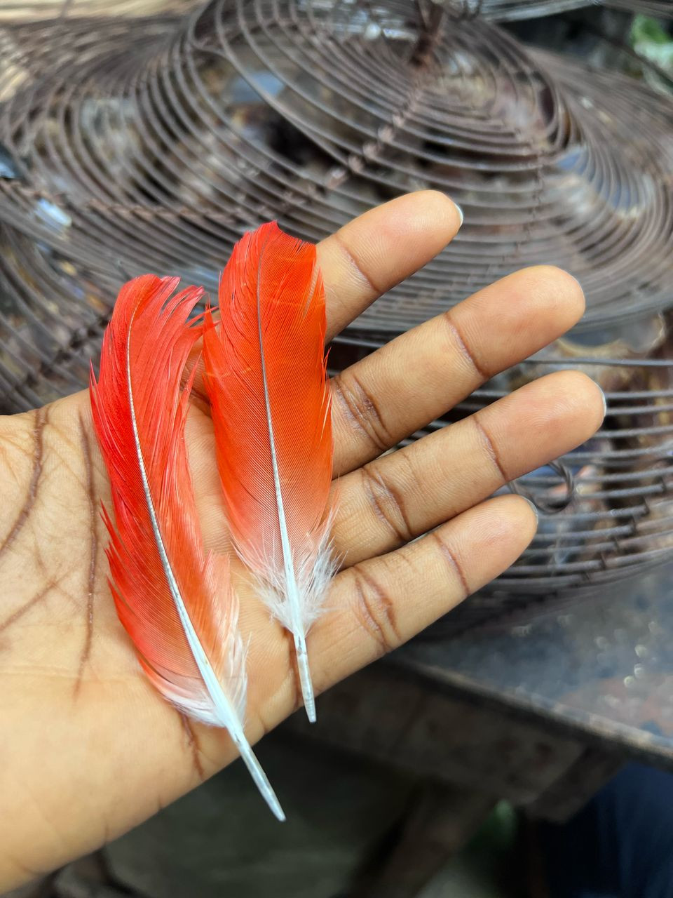 Parrot feather