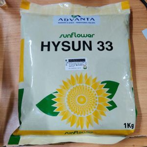 Advanta Sunflower hysun 33 seeds