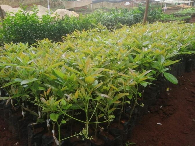 Grafted Hass avocado Seedlings