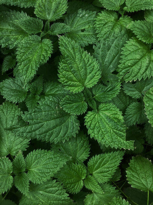 stinging nettle powder