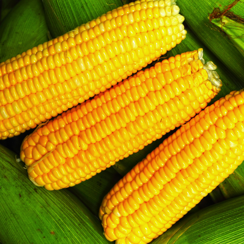 Sweet corn