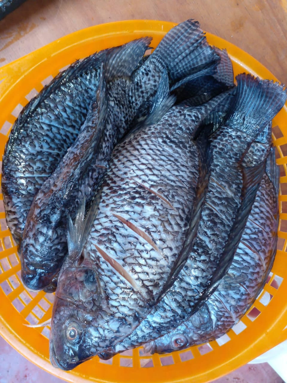 Raw fresh tilapia