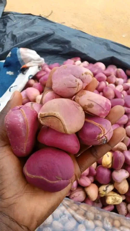 Kolanut red and white