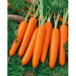Kenya Highland Carrot Nantes Seeds