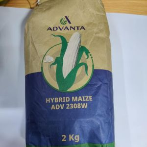 Advanta Maize adv 2308w seeds
