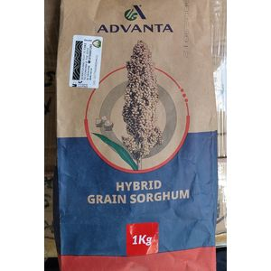 Advanta Hybrid grain sorghurm seeds