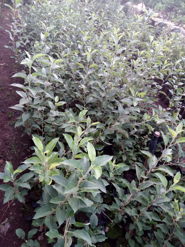 WAMBUGU APPLES &PINK LADY APPLES SEEDLINGS