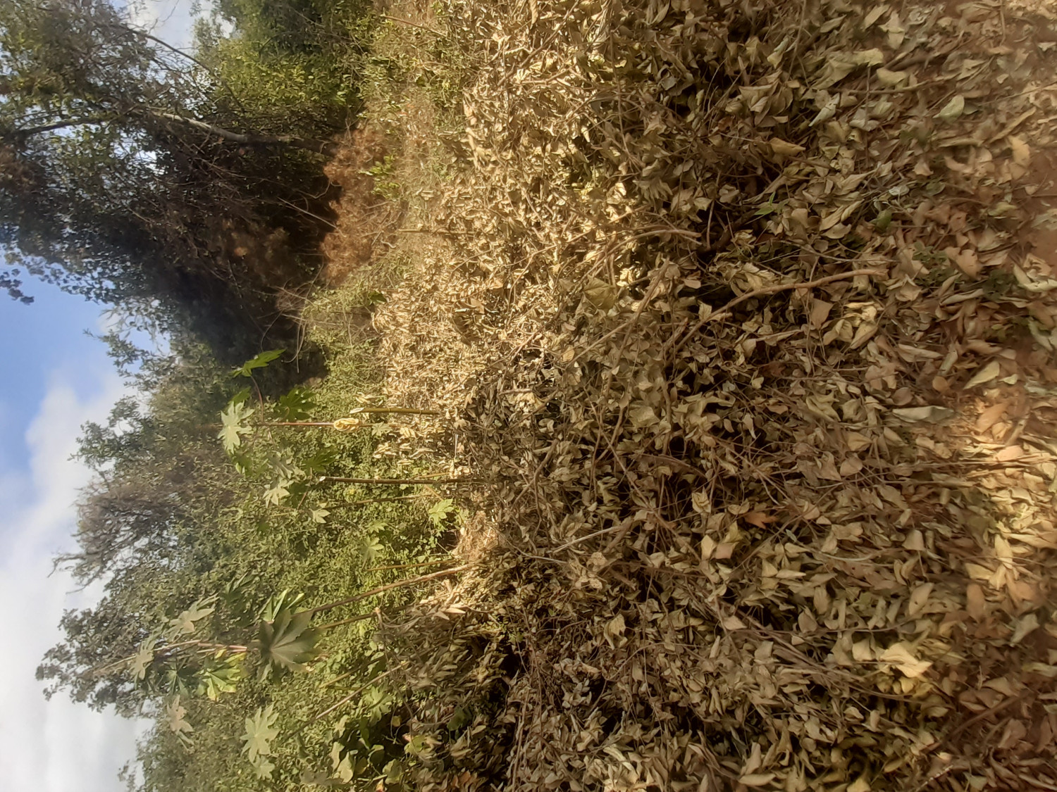 10 acres land on sale