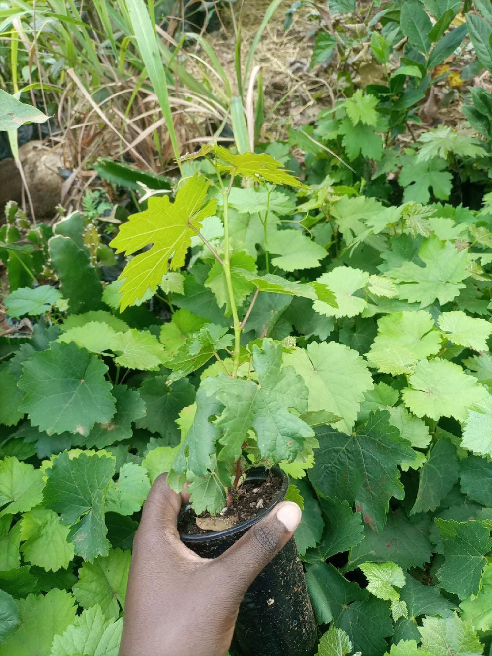 Grapes seedlings