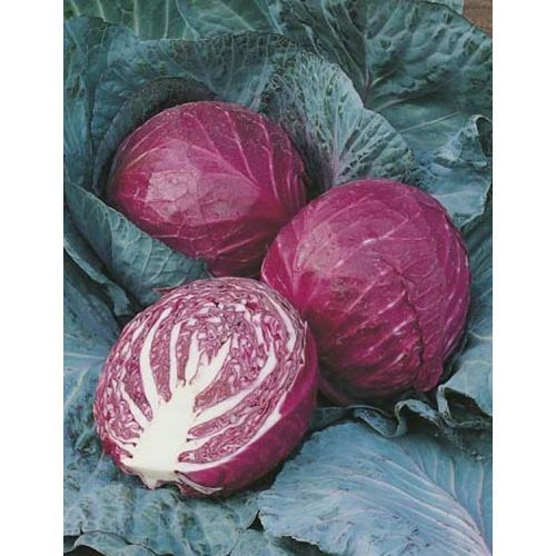 Griffaton RED CABBAGE RUBY BALL 10GM