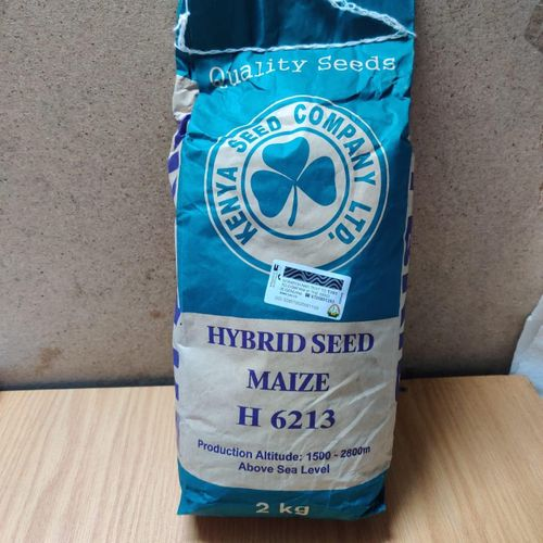 Hybrid seed maize H6213 (kenya seed company)