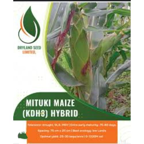 maize KDH3