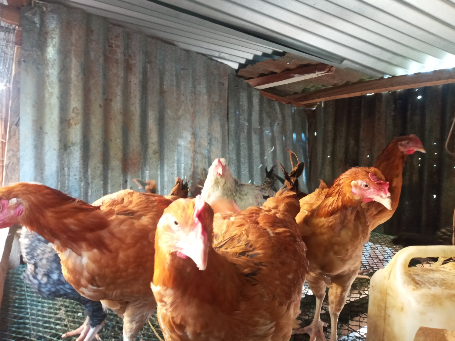 Kenbro chickens 4months old