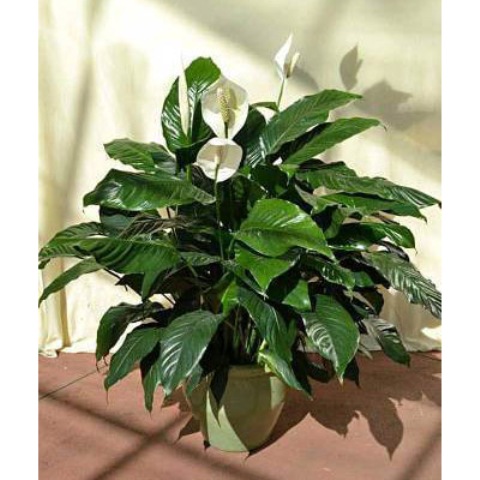 Indoor Plants & Flowers