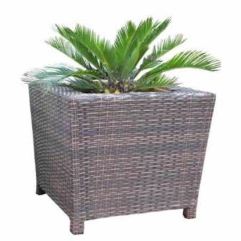 Indoor Plants & Flowers