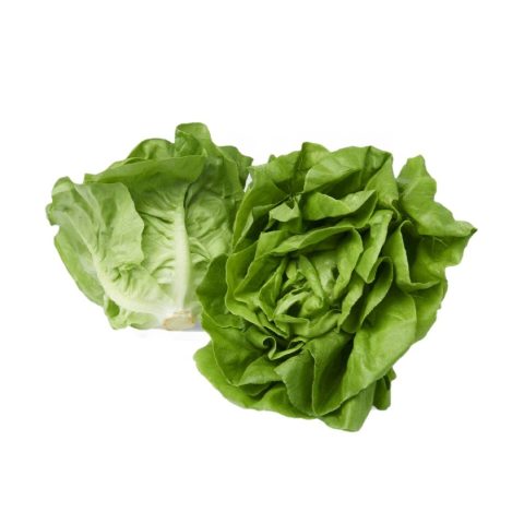 Lettuce (Butter Head)