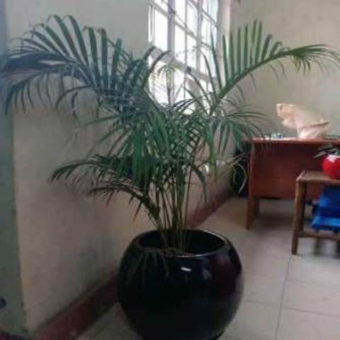 Indoor Plants & Flowers