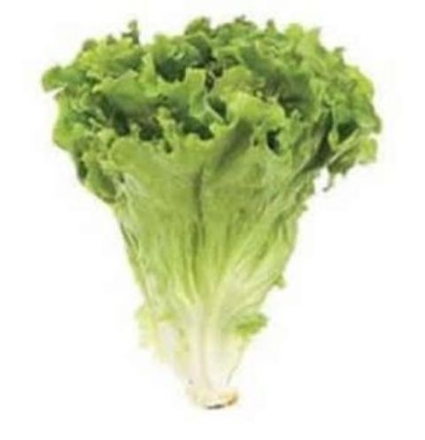 Generic, Fresh Lettuce