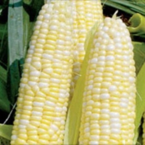 Green Soft Maize(1Cob)